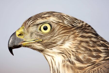 Close-up of a juvenile Northern Goshawk (Accipiter gentilis)の写真素材