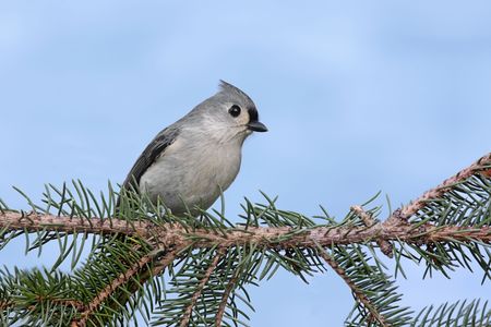 Tufted Titmouse (baeolophus bicolor) on a Spruce branch with a blue sky backgroundの写真素材