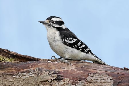 Female Downy Woodpecker (picoides pubescens) on a blue sky backgroundの写真素材