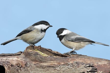 Pair of Black-capped Chickadees (poecile atricapilla) on a log with a blue sky background の写真素材