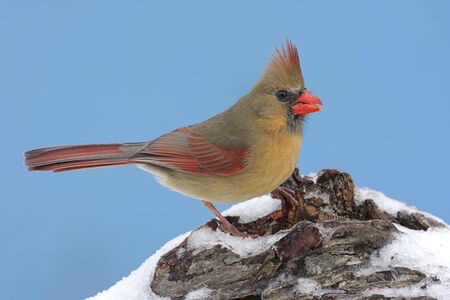 Female Northern Cardinal (cardinalis cardinalis) on a stump with snow and a blue sky backgroundの写真素材