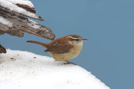 Carolina Wren (Thryothorus ludovicianus) at a feeder covered with snowの写真素材