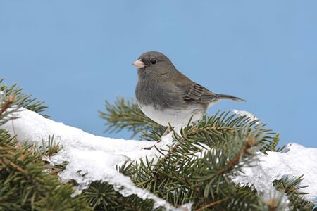 Dark-eyed Junco (junco hyemalis) on a snow covered pine branch in winterの写真素材