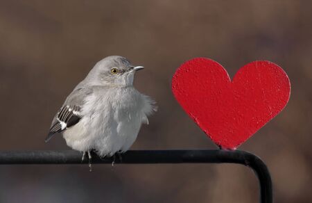 Northern Mockingbird (Mimus polyglottos) with a red heartの写真素材
