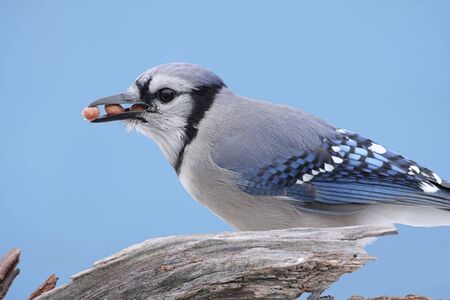 Blue Jay (corvid cyanocitta) eating peanuts on a stump with a blue sky backgroundの写真素材