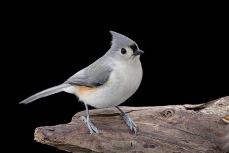Tufted Titmouse (baeolophus bicolor) on a stump with a black backgroundの写真素材