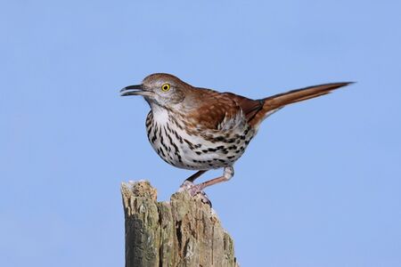 Brown Thrasher (Toxostoma rufum) on a log with a blue backgroundの写真素材
