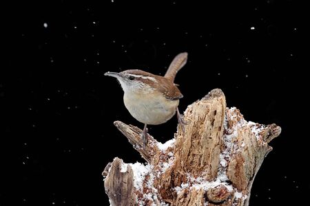 Carolina Wren (Thryothorus ludovicianus) on a tree stump in snow with a black backgroundの写真素材