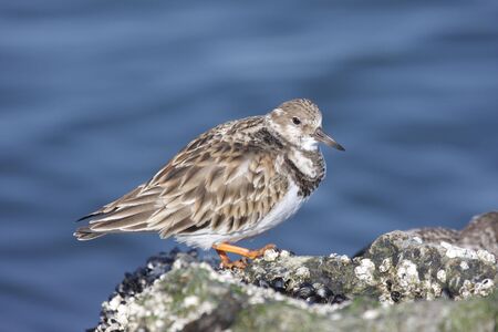 Ruddy Turnstone (arenaria interpres) by the Atlantic Ocean in winterの写真素材