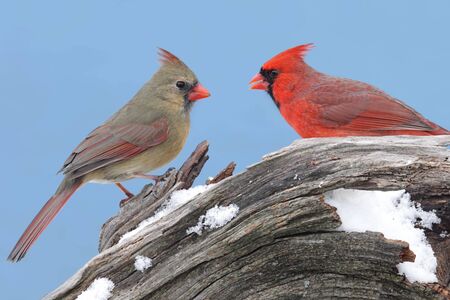 Pair of Northern Cardinals (cardinalis cardinalis) on a stump with snow and a blue sky backgroundの写真素材