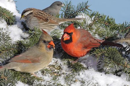 Pair of Northern Cardinals (cardinalis cardinalis) White-throated Sparrow (Zonotrichia albicollis) and Dark-eyed Junco (hyemalis) at a feeder in winterの写真素材