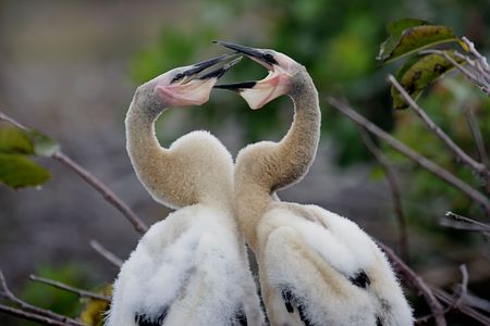 Pair of baby Anhingas in a nest in the Florida Evergladesの写真素材