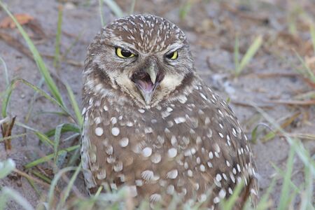 Burrowing Owl (athene cunicularia) by a nest hole in the Florida Evergladesの写真素材