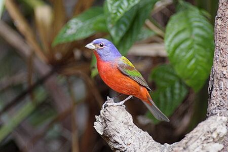 Painted Bunting (Passerina ciris) perched on a stumpの写真素材