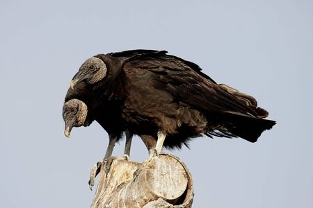 Pair of Black Vultures (Coragyps atratus) in a tree in the Florida Evergladesの写真素材