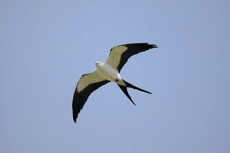 Swallow-tailed Kite (Elanoides forficatus) in flight hunting in the Florida Evergladesの写真素材