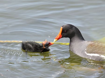 Common Moorhen (Gallinula chloropus) feeding her baby in the Florida Evergladesの写真素材