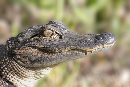 American Alligator (alligator mississippiensis) basking in the sun in the Florida Evergladesの写真素材