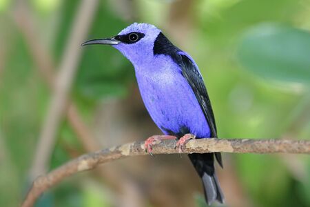 Colorful Red-legged Honeycreeper (Cyanerpes cyaneus) perched on a branchの写真素材