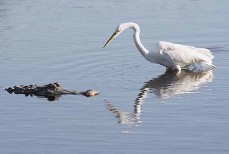 American Alligator (alligator mississippiensis) and a Great Egret (Ardea alba) facing off in the Florida Evergladesの写真素材