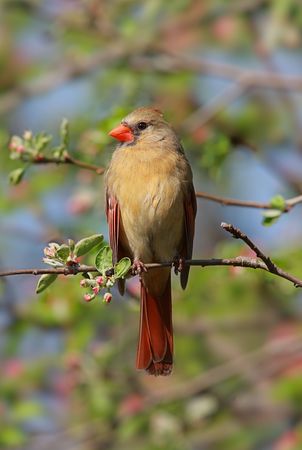 Female Northern Cardinal (cardinalis cardinalis) in an Apple Tree with blossomsの写真素材