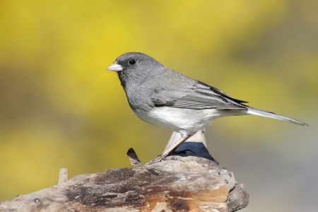 Dark-eyed Junco (Junco hyemalis) on a stump in spring with yellow forsythia bushesの写真素材