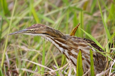 American Bittern (Botaurus lentiginosus) in the Florida Evergladesの写真素材