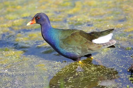 Purple Gallinule (Porphyrio martinica) in the Florida Evergladesの写真素材