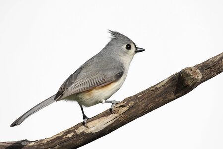 Tufted Titmouse (Baeolophus bicolor) on a stump - Isolated on a white backgroundの写真素材