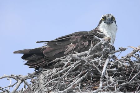 Osprey (pandion haliaetus) guarding her nest with a blue sky background