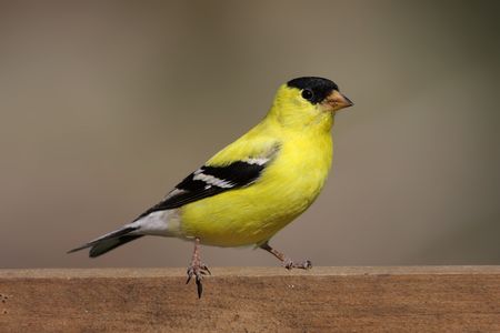 American Goldfinch (Carduelis tristis) on a fence with a brown backgroundの写真素材