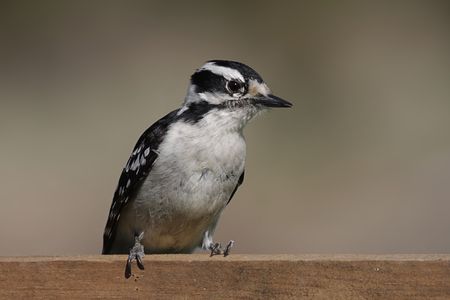 Downy Woodpecker (Picoides pubescens) on a fence with a brown backgroundの写真素材