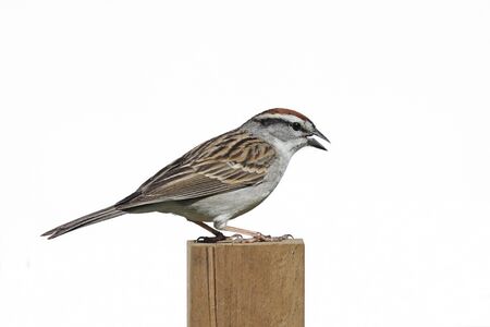 Chipping Sparrow (Spizella passerina) on a post - Isolated on a white backgroundの写真素材