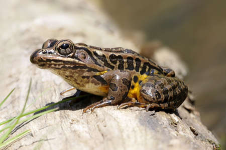 Pickerel Frog (Rana palustris) sunning in springの写真素材