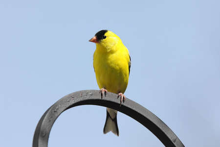 American Goldfinch (Carduelis tristis) in Spring with a blue sky backgroundの写真素材