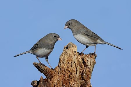 Pair of Dark-eyed Junco (hyemalis) on a stump with a blue sky backgroundの写真素材