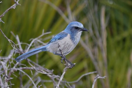 Endangered Florida Scrub-Jay (Aphelocoma coerulescens) perched on in a treeの写真素材