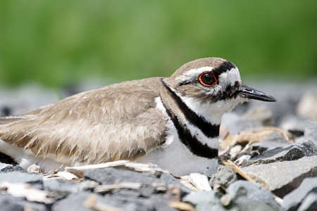 Mother Killdeer (Charadrius vociferus) on a rocky nest in springの写真素材