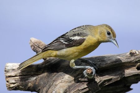 Baltimore Oriole (Icterus galbula) on a tree stump with a blue sky backgroundの写真素材