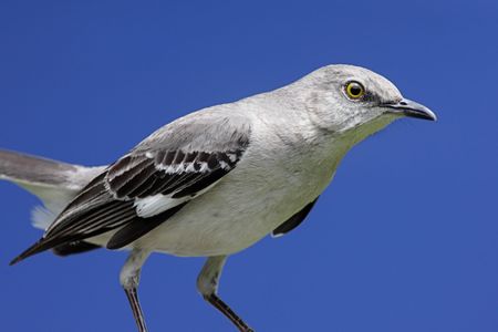 Northern Mockingbird (Mimus polyglottos) with a blue sky backgroundの写真素材