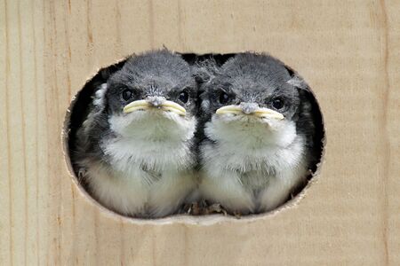 Pair of Baby Tree Swallows (tachycineta bicolor) looking out of a bird house
