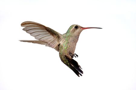 Isolated Female Broad-billed Hummingbird (Cynanthus latirostris) in flightの写真素材