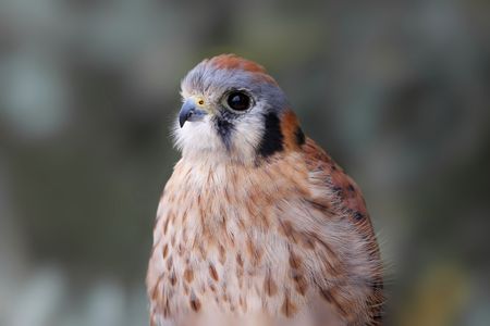 Close-up of a Female American Kestrel (Falco sparverius)の写真素材