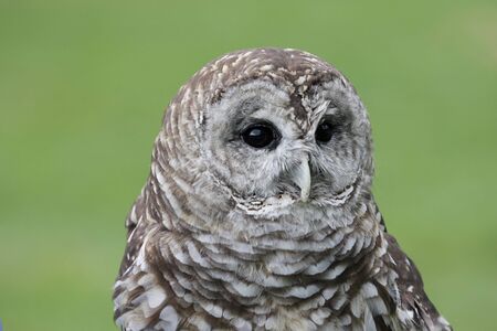 Close-up of a Barred Owl (Strix varia) with a green backgroundの写真素材
