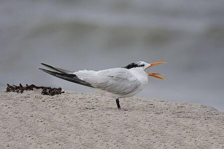 Endangered Royal Tern (Sterna maxima) yawning on a beach with the surf in the backgroundの写真素材
