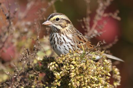 Savannah Sparrow (Passerculus sandwichensis) with fall colorsの写真素材