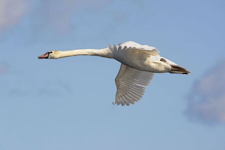 Mute Swan (Cygnus olor) In Flight with a blue sky backgroundの写真素材