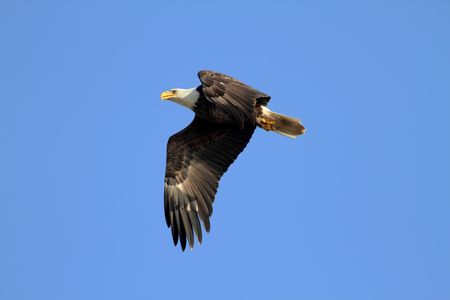Adult Bald Eagle (haliaeetus leucocephalus) in flight against a blue skyの写真素材