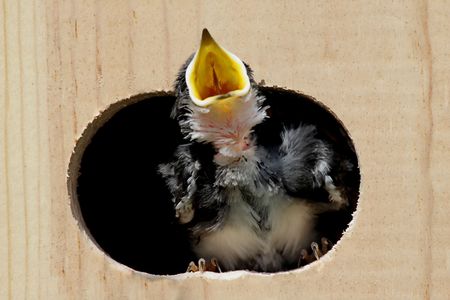 Baby Tree Swallow (tachycineta bicolor) in a bird house begging for foodの写真素材