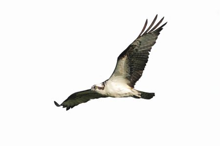 Osprey (pandion haliaetus) in flight isolated on whiteの写真素材